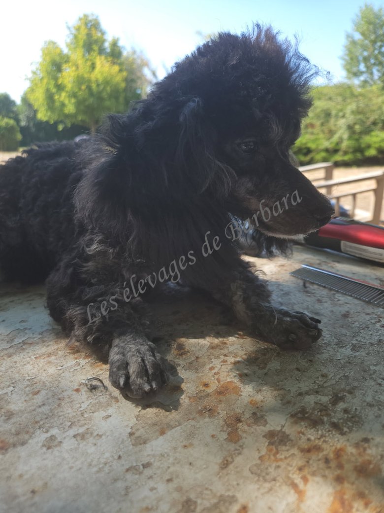 BOULETTE, Caniche TOY femelle, photo 6