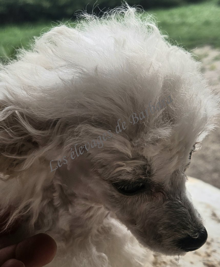 ATOMYK, Caniche TOY mâle, photo 11