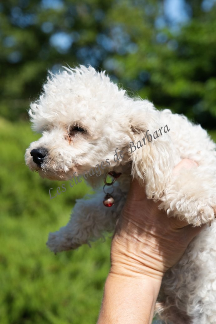 ATOMYK, Caniche TOY mâle, photo 3