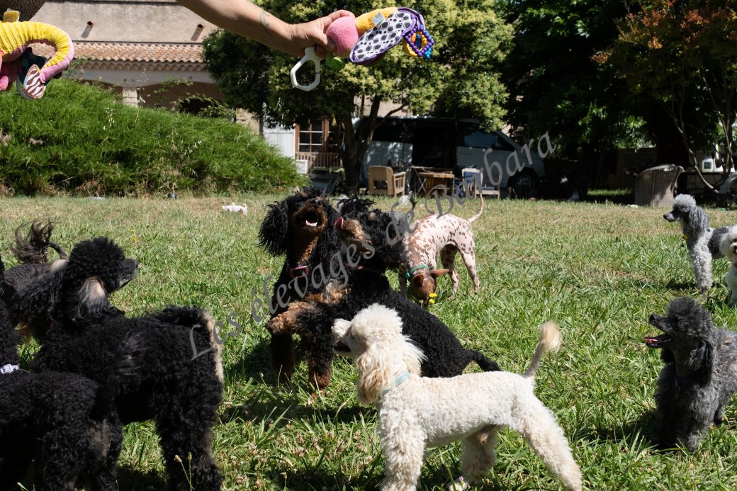 ATOMYK, Caniche TOY mâle, photo 4