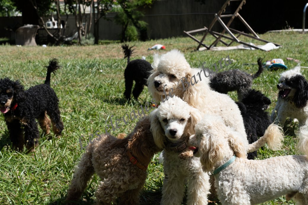 ATOMYK, Caniche TOY mâle, photo 5
