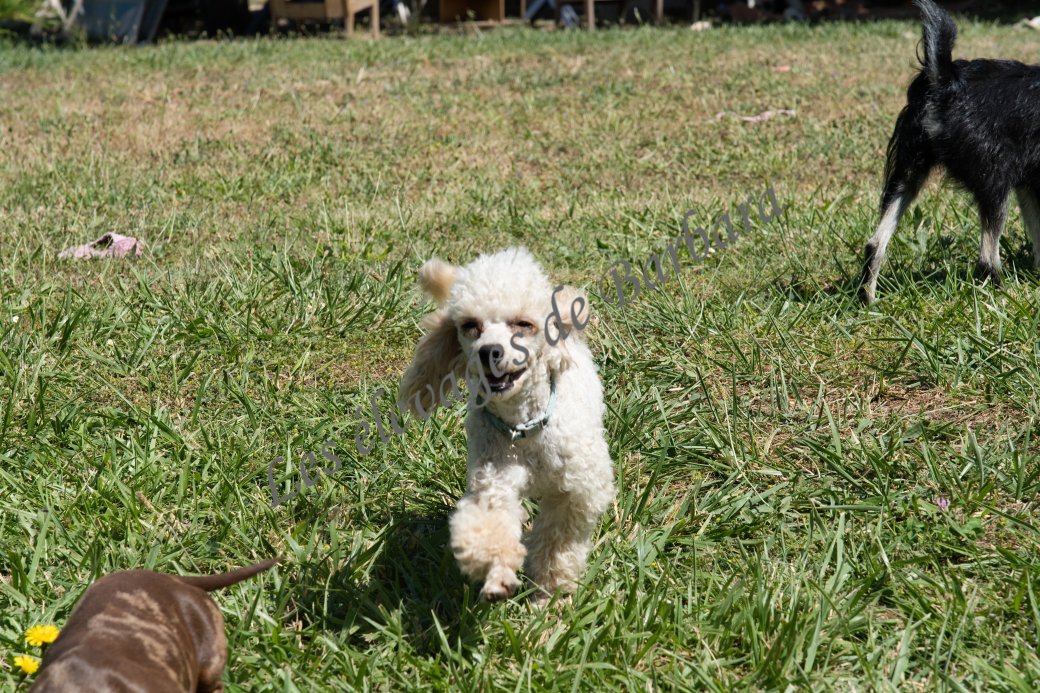 ATOMYK, Caniche TOY mâle, photo 6