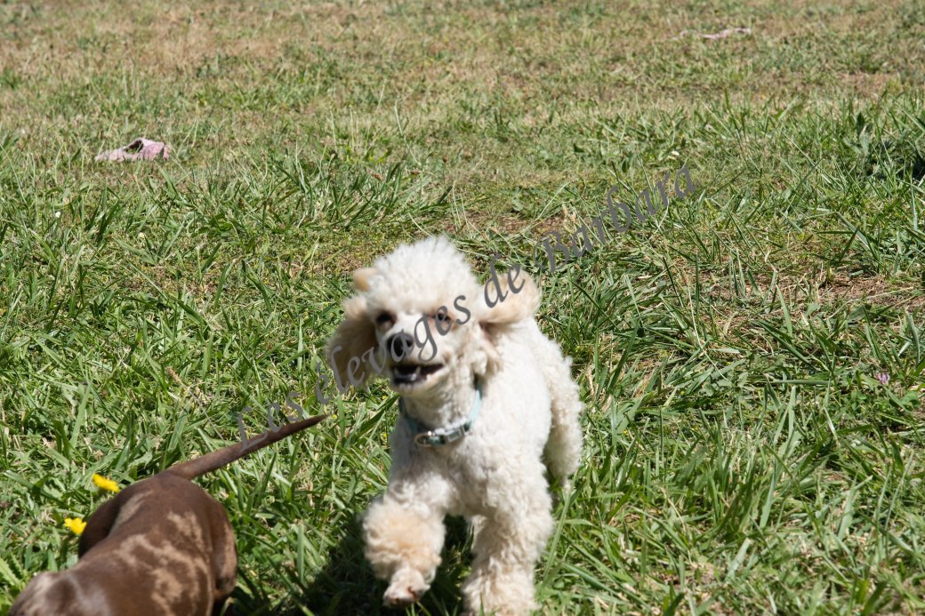 ATOMYK, Caniche TOY mâle, photo 7