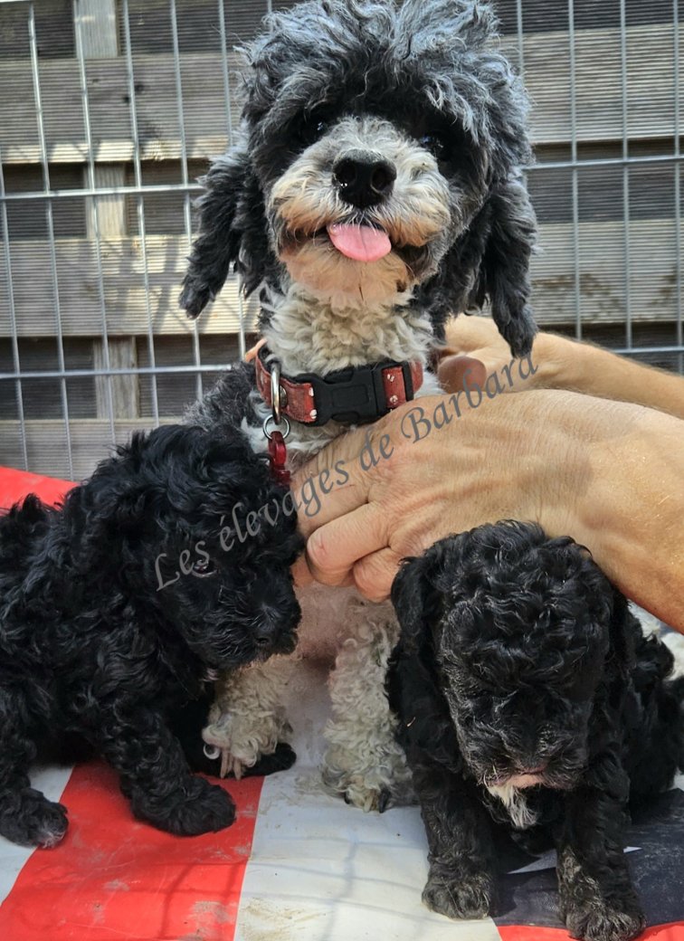 BOULE, Caniche TOY mâle, photo 2