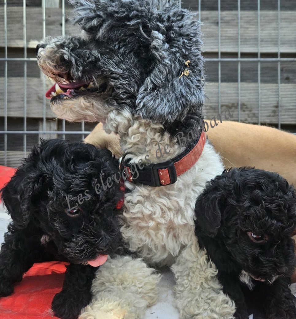 BOULE, Caniche TOY mâle, photo 3