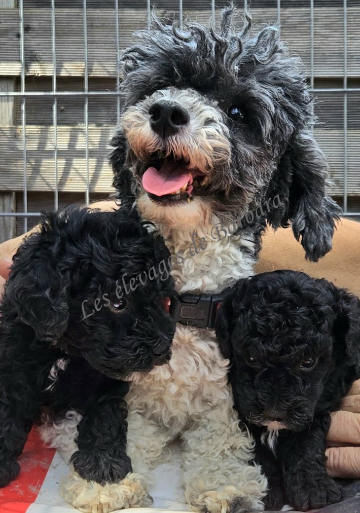 BOULE, Caniche TOY mâle, photo 4