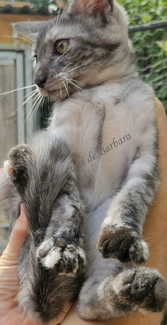 BETSY, Maine Coon femelle, photo 2