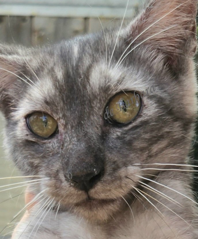 BETSY, Maine Coon femelle, photo 3