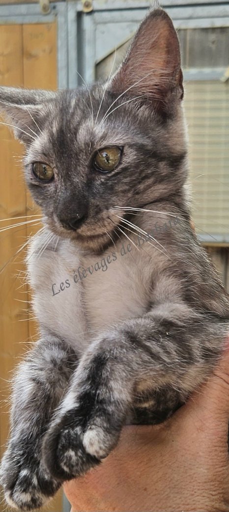 BETSY, Maine Coon femelle, photo 4