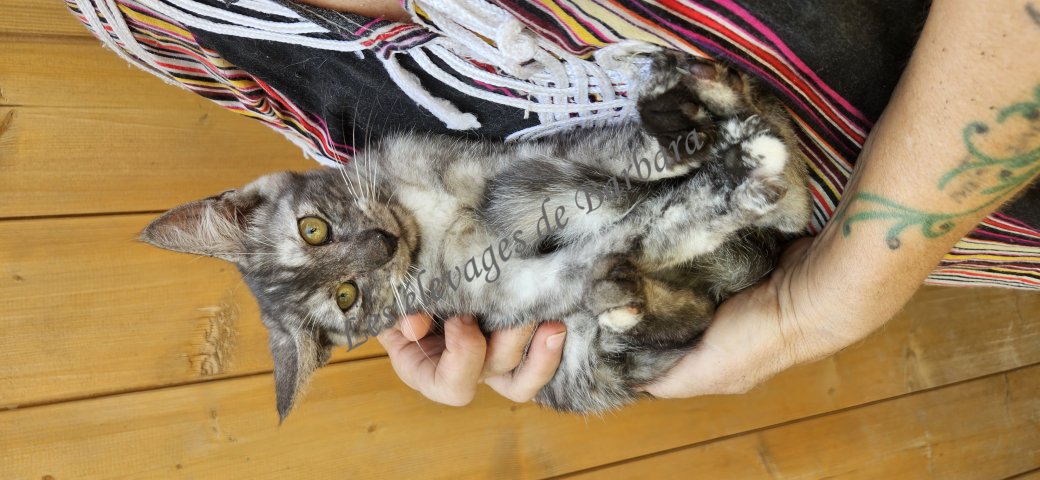 BETSY, Maine Coon femelle, photo 5