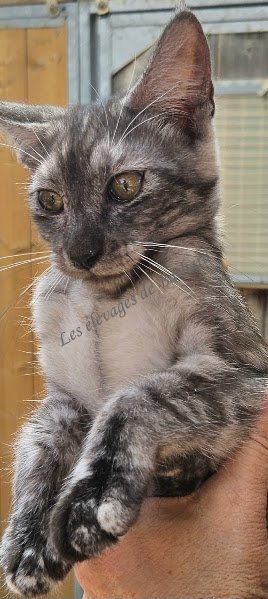 BETSY, Maine Coon femelle, photo 8
