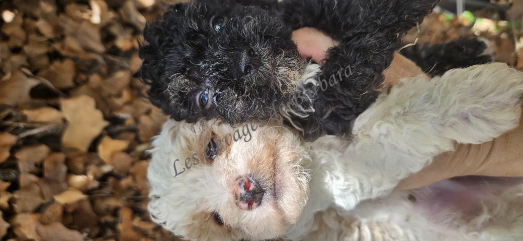 BANDY, Caniche TOY mâle, photo 2