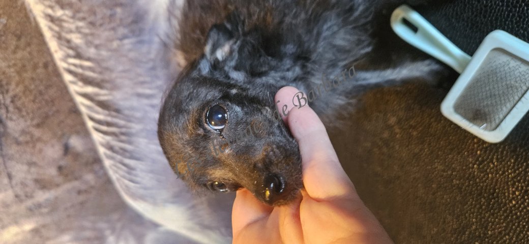 BEYTY, CANI POM CHI femelle, photo 2