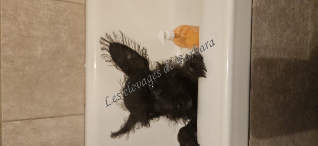 BEYTY, CANI POM CHI femelle, photo 4