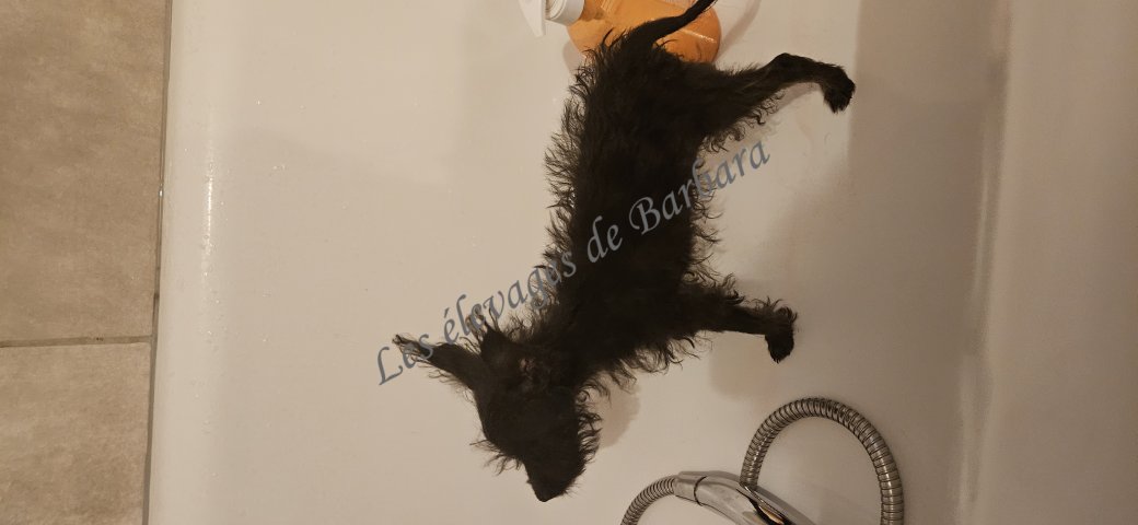 BEYTY, CANI POM CHI femelle, photo 5