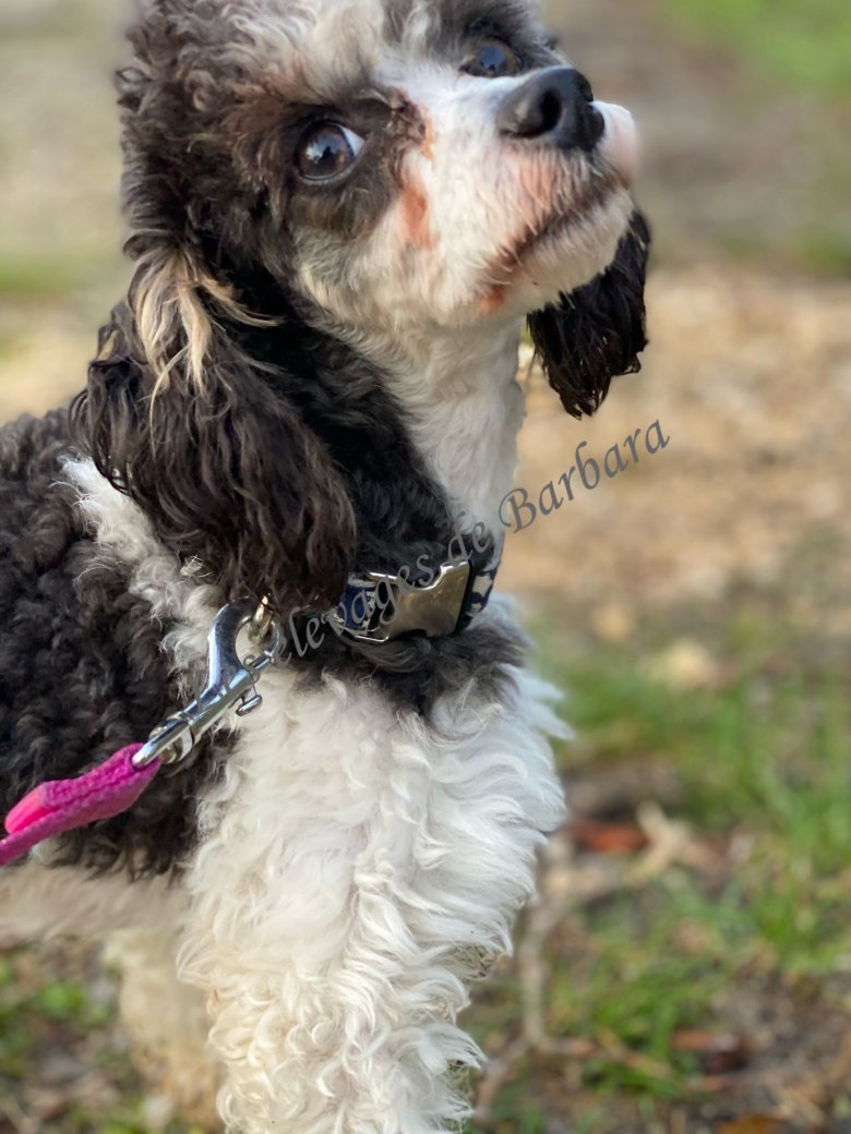 Caniche TOY - ASKABAN DU CLAN DAMMARTIN - Photo 2