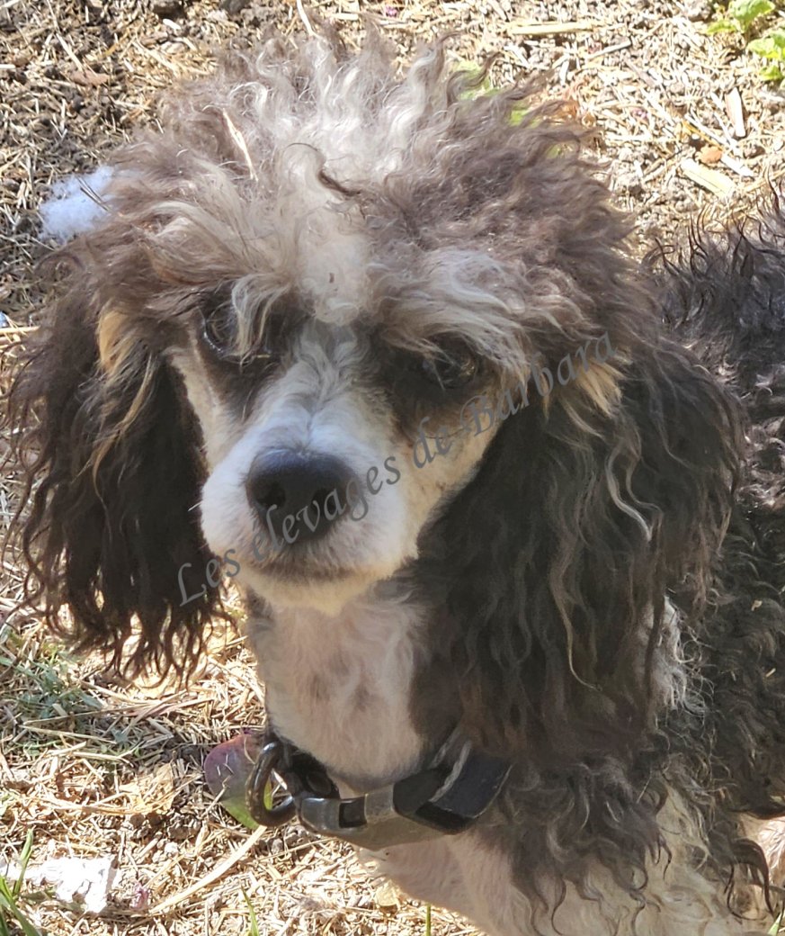 Caniche TOY - ASKABAN DU CLAN DAMMARTIN - Photo 3