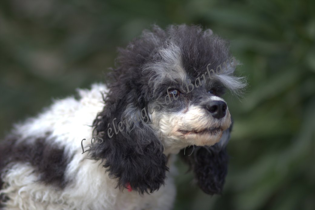 Caniche TOY - ASKABAN DU CLAN DAMMARTIN - Photo 5