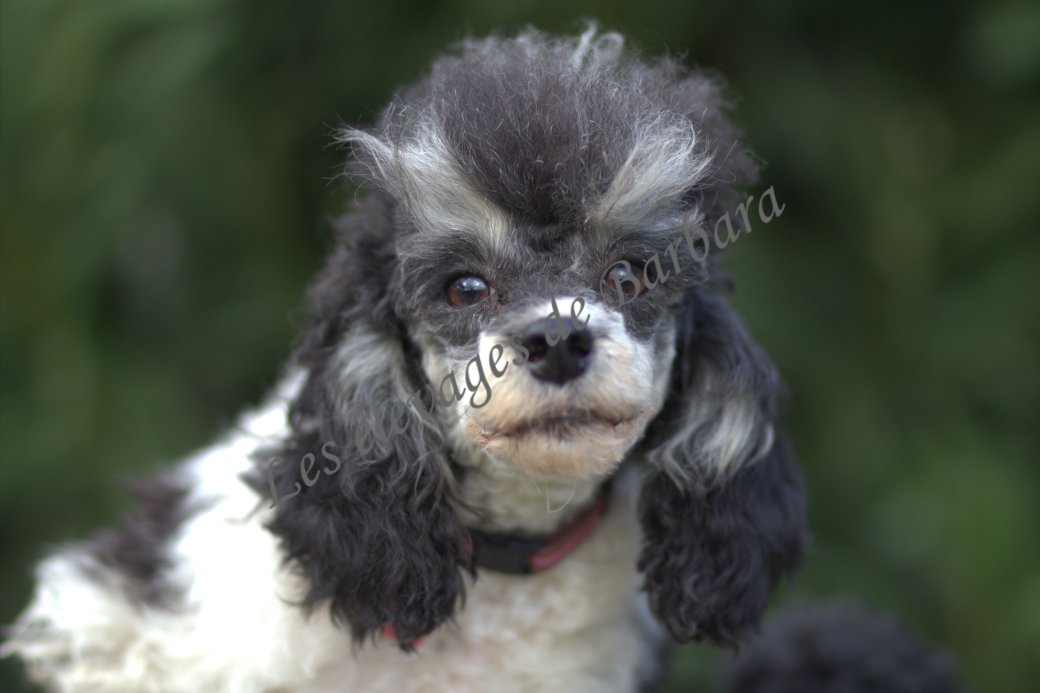 Caniche TOY - ASKABAN DU CLAN DAMMARTIN - Photo 7