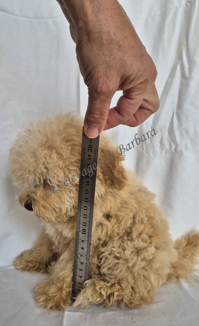 Caniche TINY TOY - Aly - Photo 2