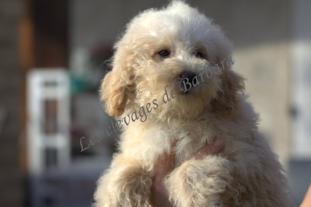 Caniche TINY TOY - Aly - Photo 3