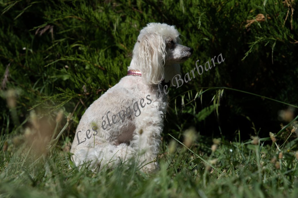 Aly, Caniche TINY TOY mâle, photo 5