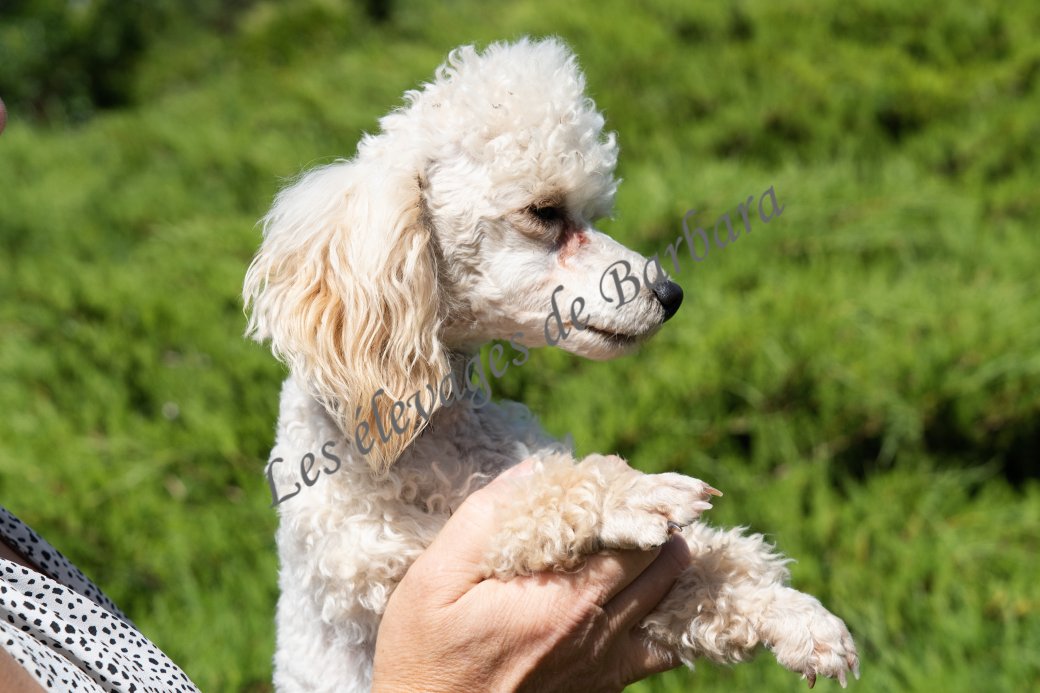 Aly, Caniche TINY TOY mâle, photo 6