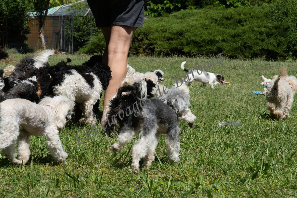 Aly, Caniche TINY TOY mâle, photo 8